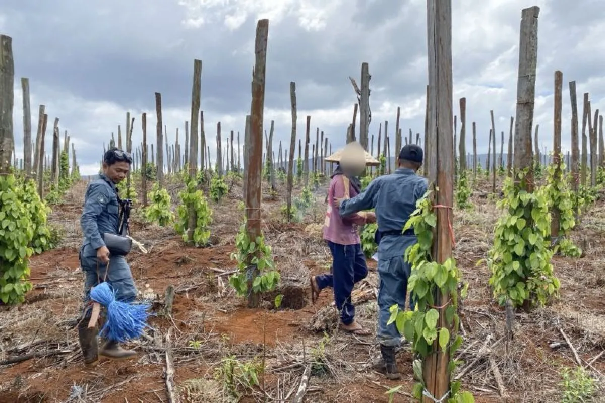 Nekat Buka Hutan Lindung di Luwu Timur, Tiga Orang Ditangkap